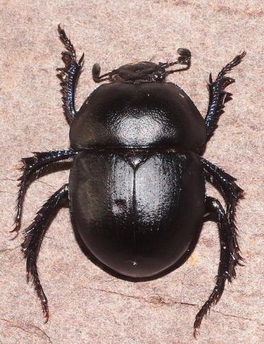 Thorectes hispanus